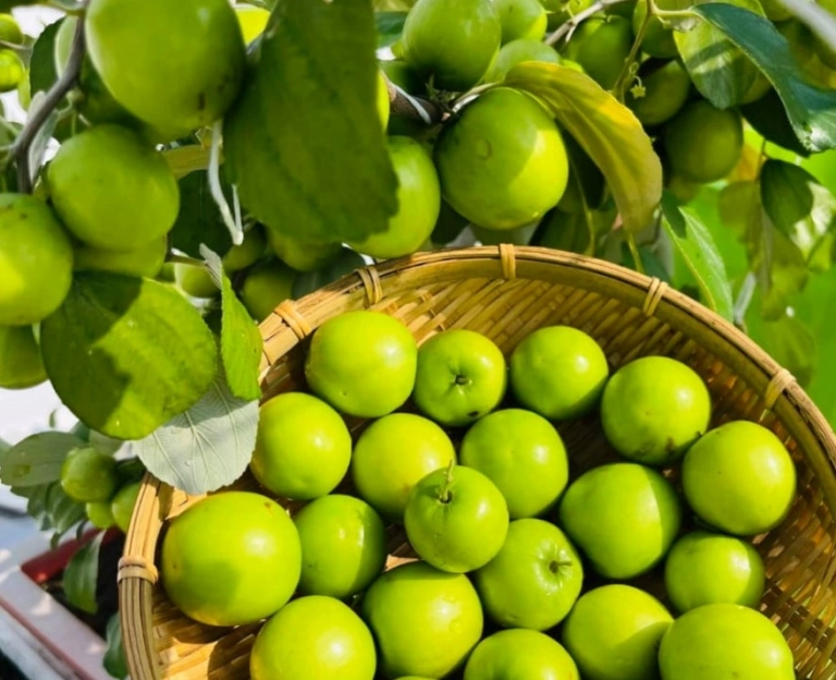 Bí quyết trồng và chăm sóc táo thái đạt năng suất cao