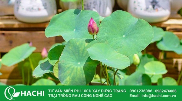 Hướng dẫn chi tiết cách trồng và chăm sóc sen nhật mini ra hoa quanh năm