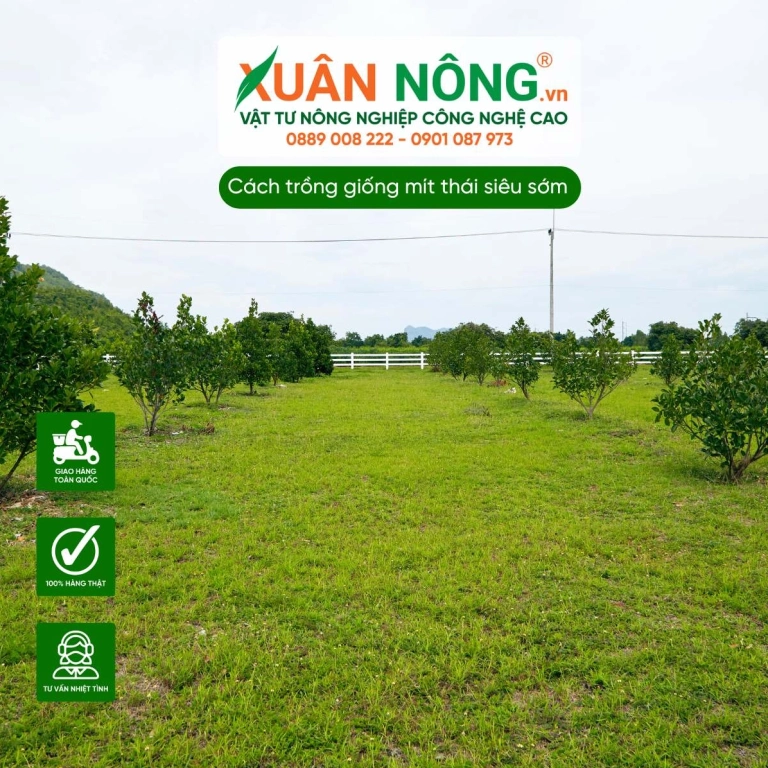 Khoảng Cách Trồng Mít Thái Đạt Năng Suất Cao: Hướng Dẫn Chi Tiết 2026