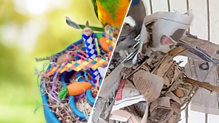 Strategies for creating a stimulating environment for pet birds 2026